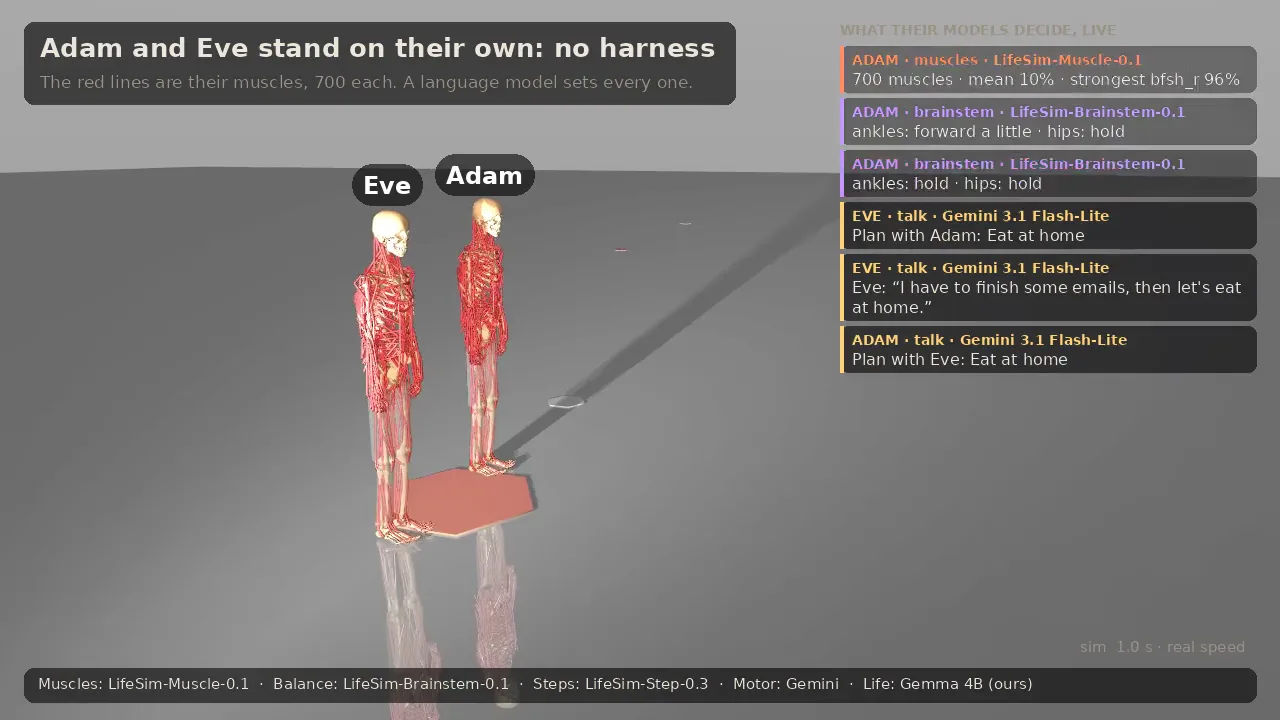 Adam and Eve standing side by side, their muscles drawn in red, with the decisions of their models listed on the right